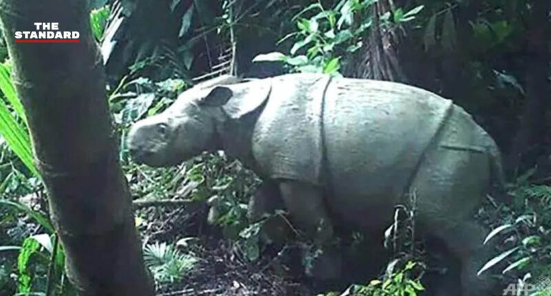 Javan rhinoceros